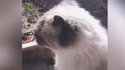 hilarious cats videos and many more part 203