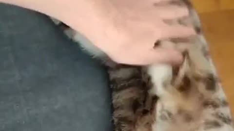😂🐶 This Dog Enjoyed Being Pet a Bit Too Much! | FunFM