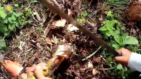 How Farmers Harvest Ginger with Modern Technology: Ginger Processing Factory | Farming Documentary