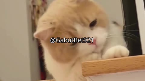 funny cat