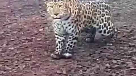 Snow leopard is apprehensive of human encounters