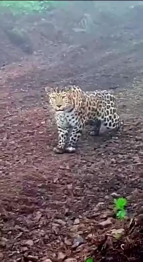 Snow leopard is apprehensive of human encounters