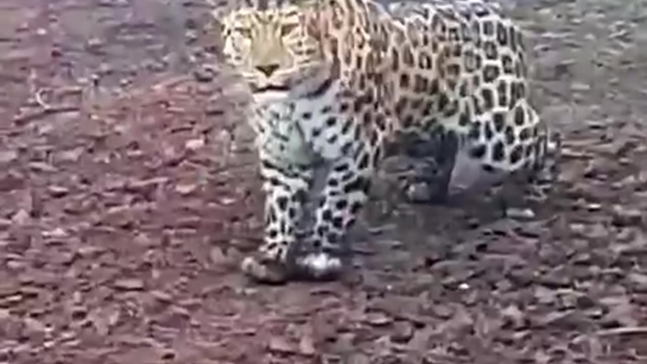 Snow leopard is apprehensive of human encounters