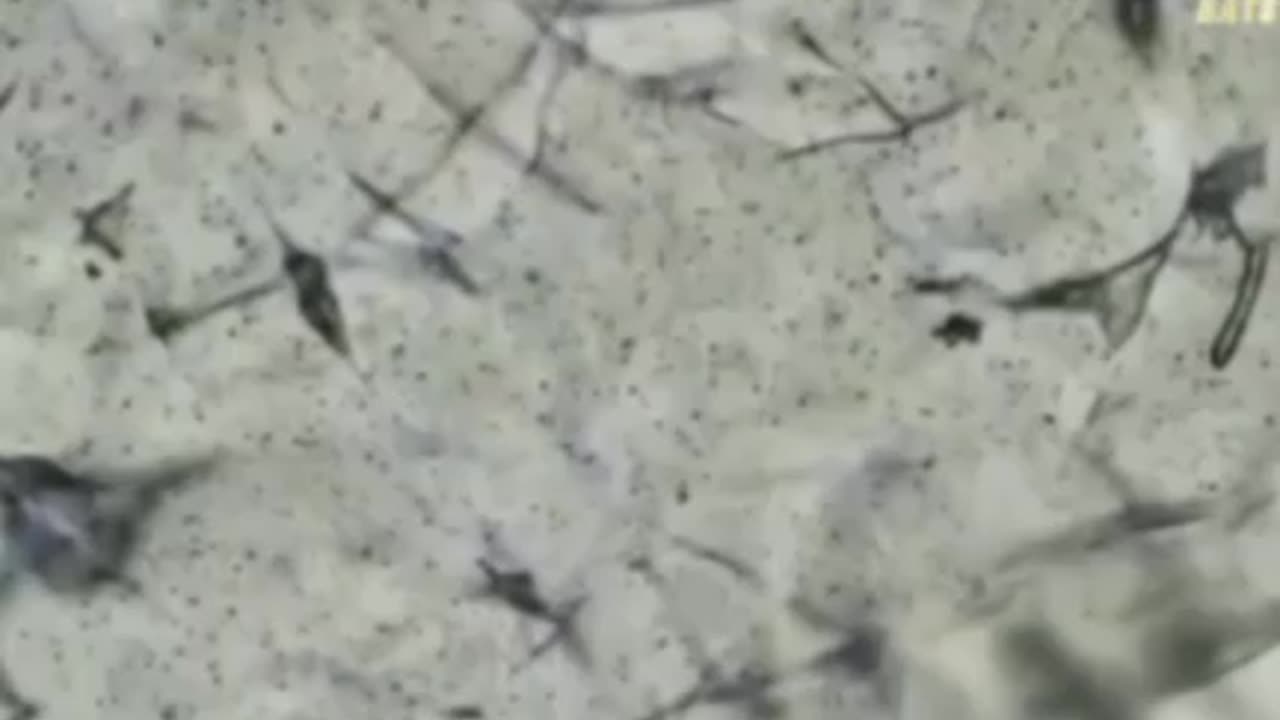 Microscope reveals graphene fibers being placed into tampons.