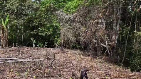 Migración y economía en el Tapón del Darién: de auge a desolación