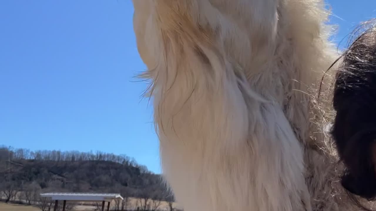 Camel Bites Woman's Head
