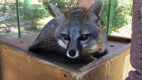 Encantada Zoo (Zacatecas City, Mexico) 3