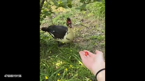 Get Ready to Laugh! 🤣 The Most Hilarious Animal Videos