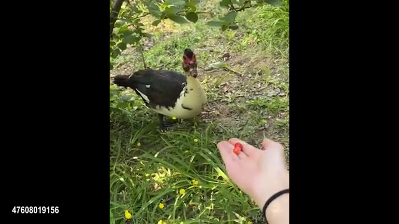 Get Ready to Laugh! 🤣 The Most Hilarious Animal Videos