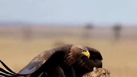 Eagle Snatches Cheetah from the Ground