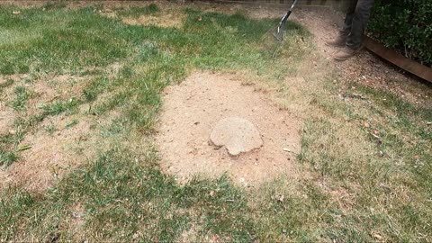 Removal of a small tree and Stump
