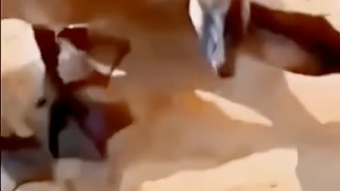 funny video