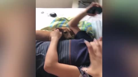 Funny Animal videos #18 #funnyanimals