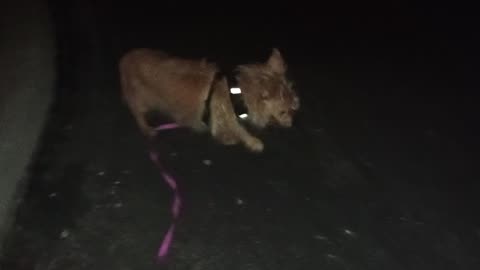 Villanova Kiko ChaCha Paco evening doggie walk Just easy-going night Doggies sniffed some20250804498