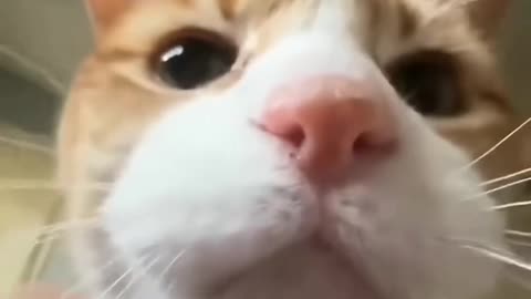 😹 Cats Being Silly | Funniest Cat Reactions Ever