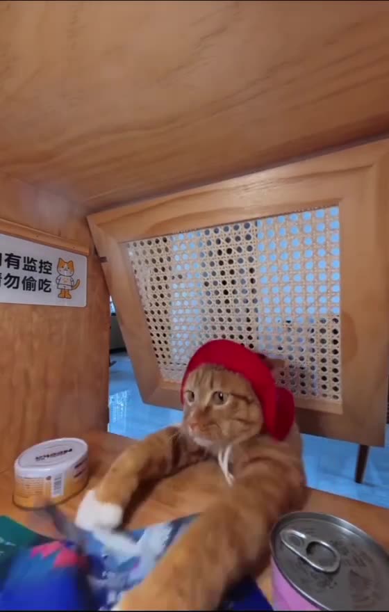 "Lovely but Naughty Cat – Too Funny!"