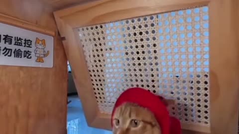 "Lovely but Naughty Cat – Too Funny!"