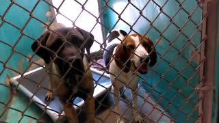 Old film❤️Spencer 10mo PetId 843441Adopted7-7-2017 Nelly 4y PetId 843983Adopted7-9-2017film6-19-2017