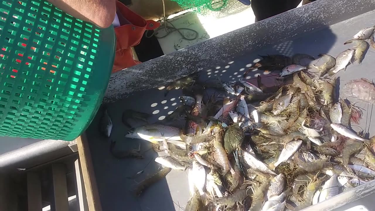 Shrimp fishing in N.C