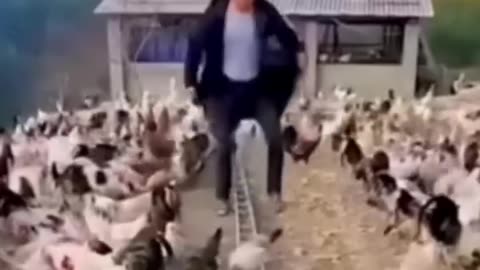 Funny videos