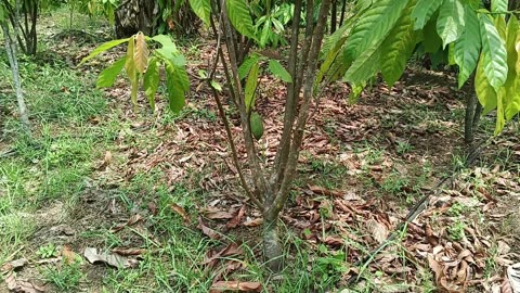 Cacao plantation Mae-On: 2025-05-10 01