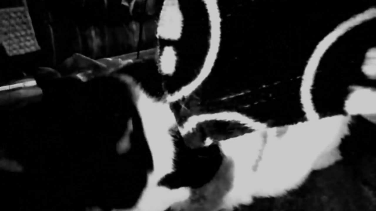 PEBBLES IS LAZY TODAY!! LONG WAIT TILL FEEDING TIME!!(1080p).mp4