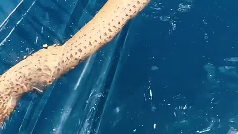 A impressionante serpente marinha