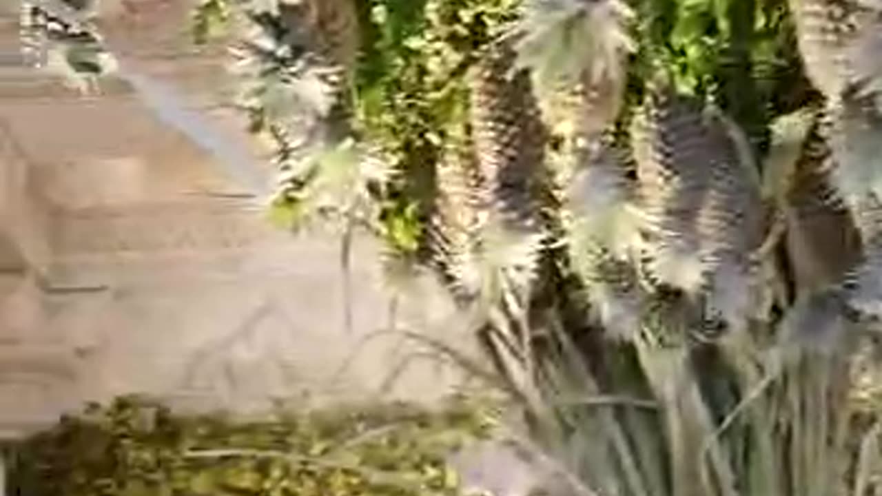 Unique temple decoration