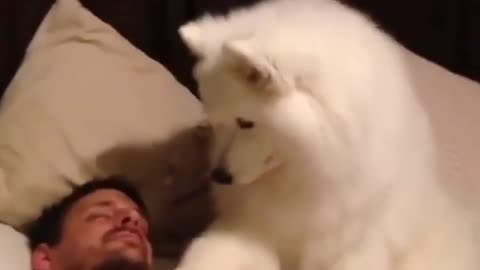 animals funny