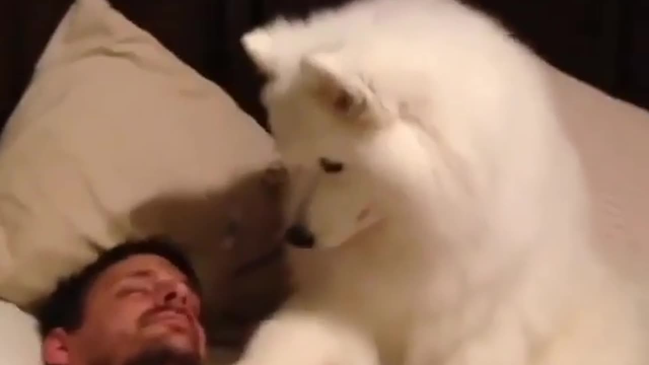 animals funny