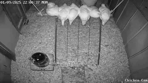 Millar Time Chicken Cam