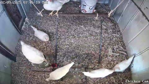 Millar Time Chicken Cam
