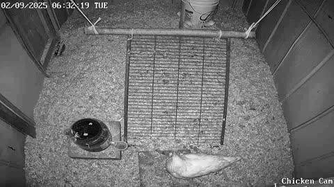 Millar Time Chicken Cam