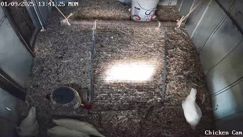 Millar Time Chicken Cam