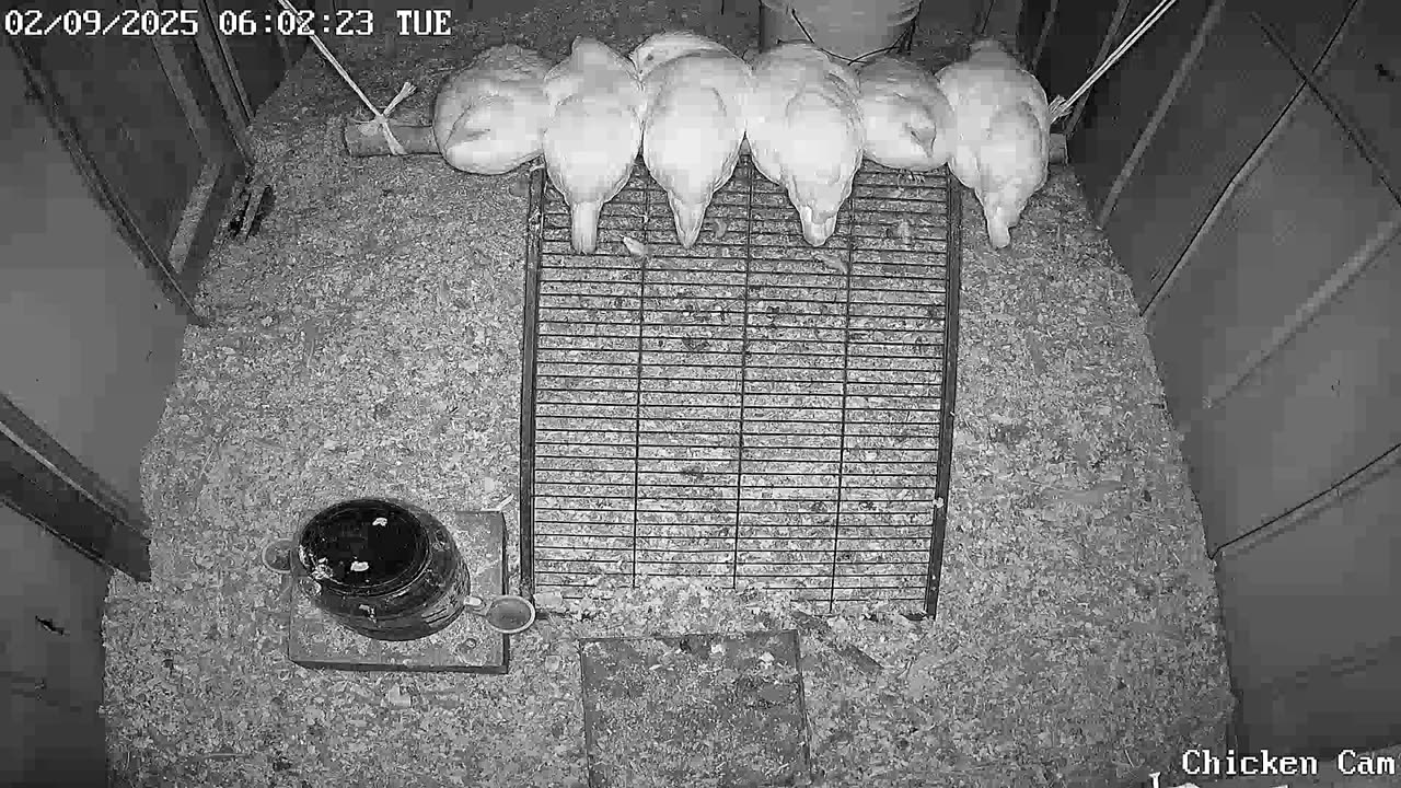 Millar Time Chicken Cam