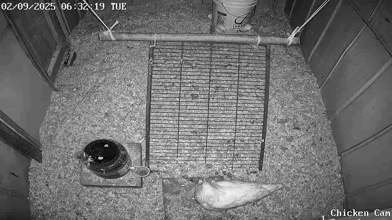 Millar Time Chicken Cam