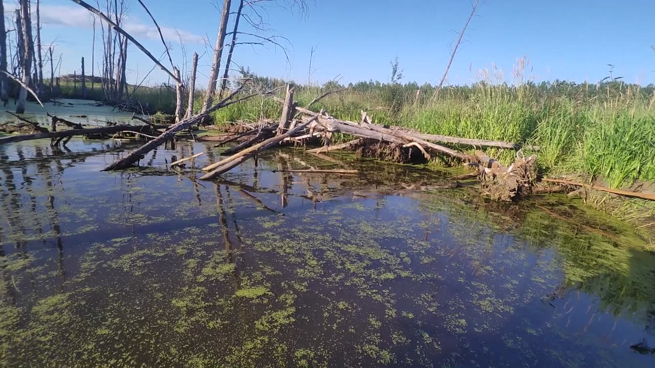 July 22, 2025 - The Live Traps Aren't Working ADC Beavers