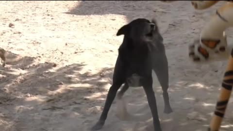 Dog's vs Lion Fighting 🤯 Comedy videos 🤣