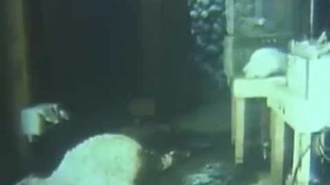 sarin gas effect