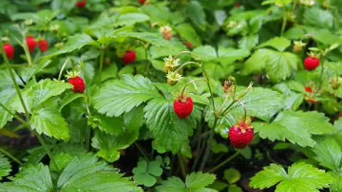 wild strawberry