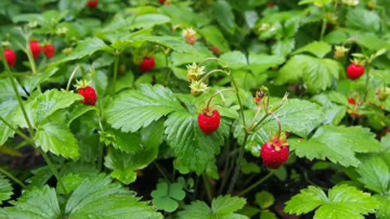 wild strawberry