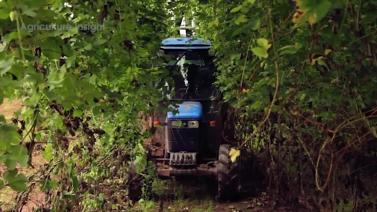 104 MILLION Pounds of Hops 🌿 Are Harvested to Brew Beer 🍺 | Amazing Agriculture Technology Revealed!
