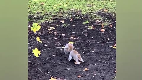 Funniest ANIMALS Videos That Will Make You Burst Into Laughter 😂