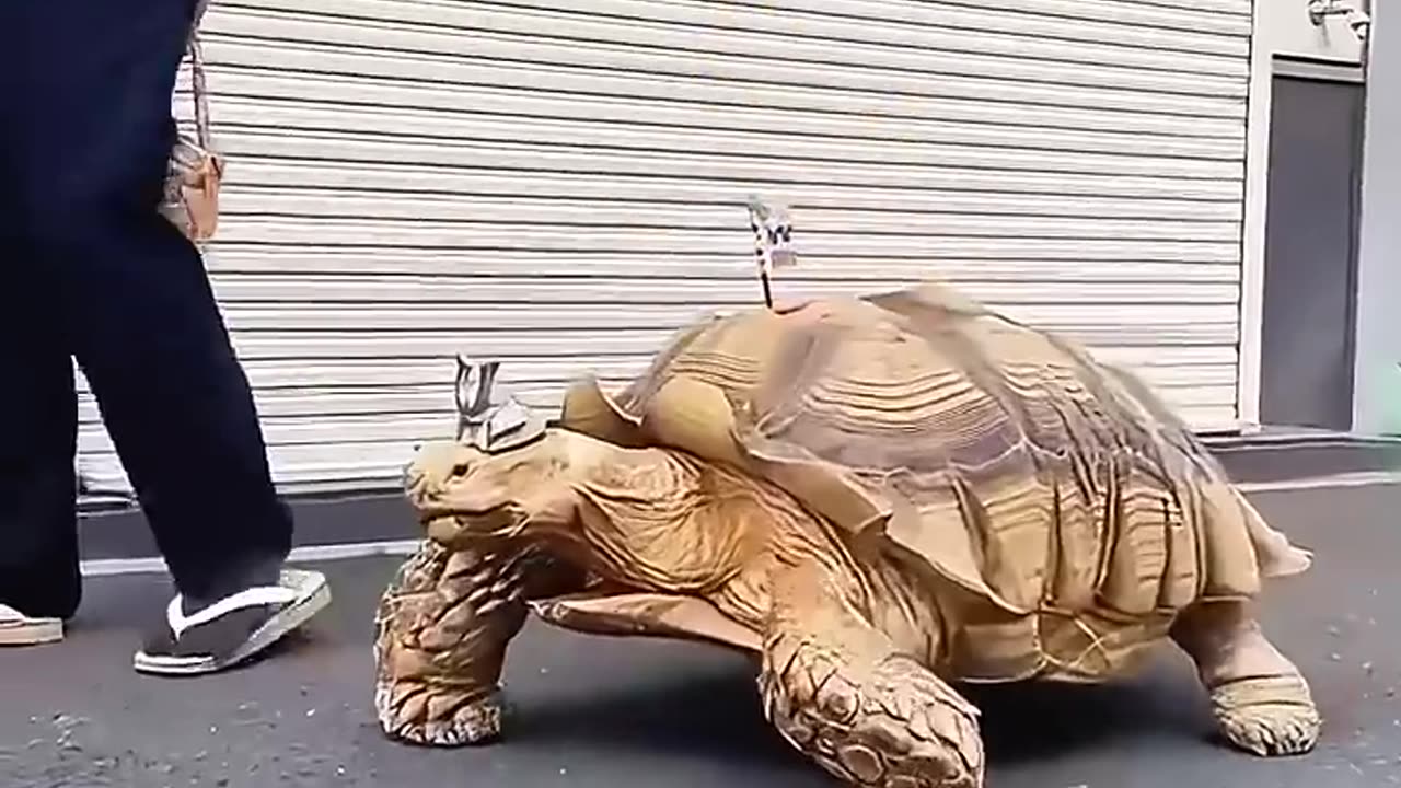This man raised a tortoise as his own child