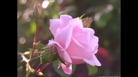 Conway Twitty -The Rose (With lyrics)