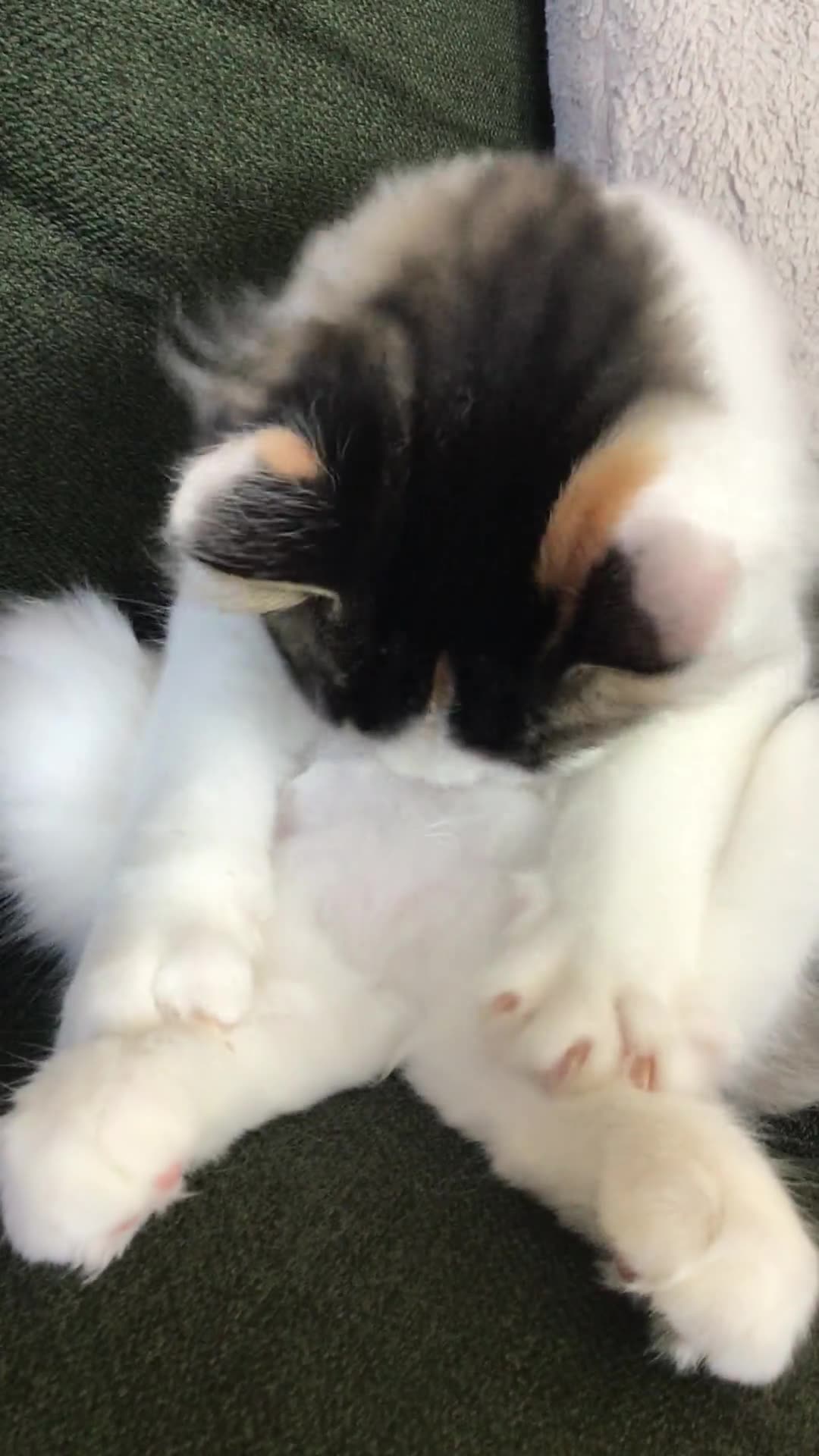 🤯🎸 Wait Till You See This Kitten's Wild Transformation! | FunFM