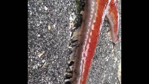 Cute Animals, Epic Fails: Compilation You’ll Share!