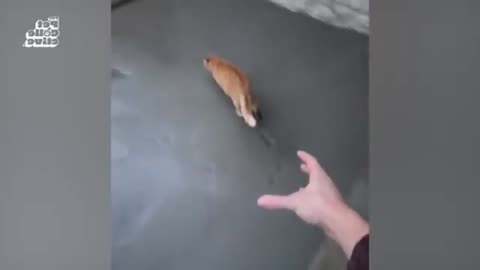Funny Farm Animal Compilation 48