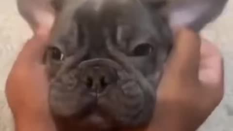 Wow! Very Good Baby Dogs - Cute And Funny Dog Videos 🐶