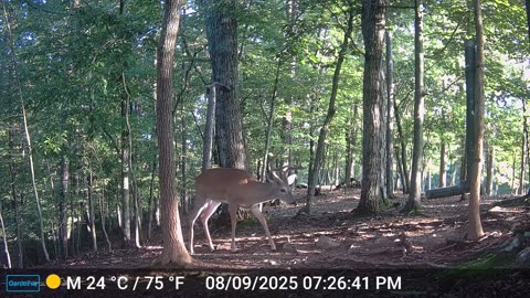 The Woods – 08/10/2025